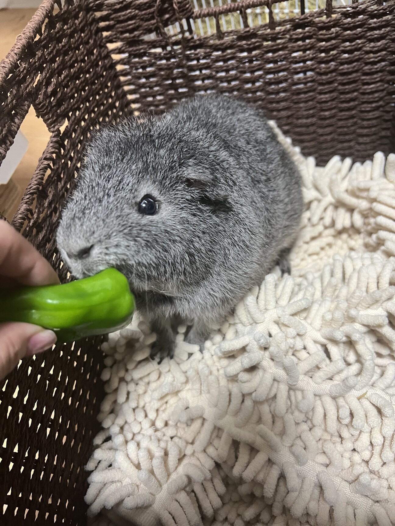 グレーのテディモルモット」沖縄県 - 小動物の里親募集(484806