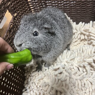 グレーのテディモルモット