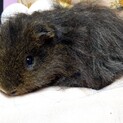 長毛テディのモルモット