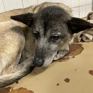 保健所収容につき期限は3月13日までです！