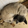 保健所収容につき期限は3月13日までです！ サムネイル3