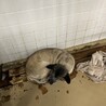 保健所収容につき期限は3月13日までです！ サムネイル4
