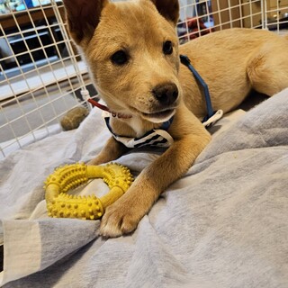 【りく】ミックス犬3〜4ヶ月
