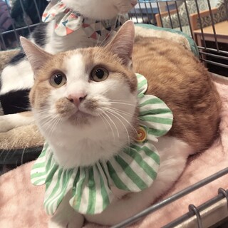 27、28、31日譲渡会小柄なイケにゃんアクセル君