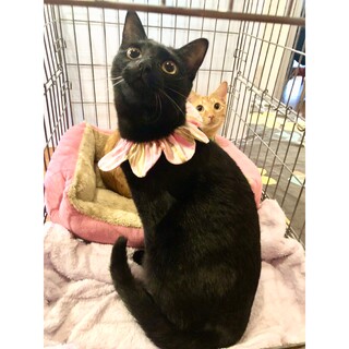 17日都内譲渡会 艶々美猫♡おっとり性格ウィちゃん