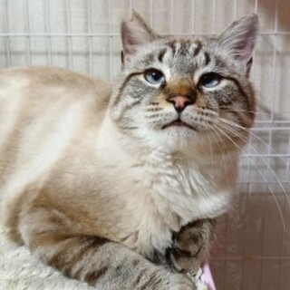 ラグドール風　人が大好き！大柄のんすけ