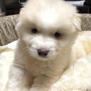 モフフワ♂チャン君、野犬の子・保健所レスキュー