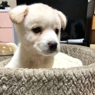 野犬の子・保健所レスキュー♂ゴン君