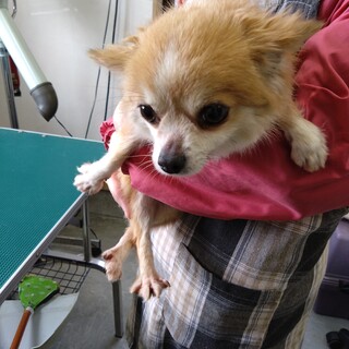 かわいいチワワの女の子