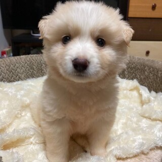 モフフワ♂ドン君、野犬の子・保健所レスキュー