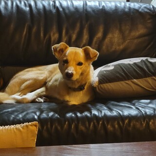 人が大好きな甘えん坊ちゃん