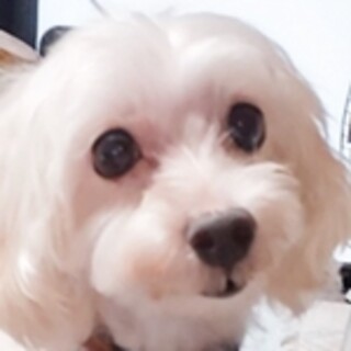 保護犬ナンバーＤ１６０６ マルチーズ×プードル