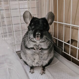 チンチラ！世話するとすぐに慣れる可愛い子