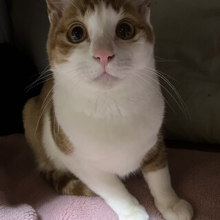 ジン、里親さま決定！ありがとうございました♥️