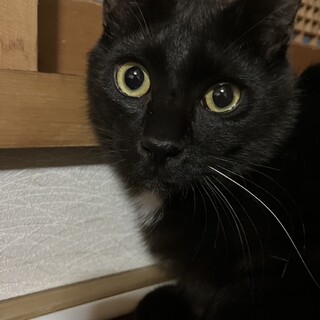 グク、里親さま決定！ありがとうございました♥️