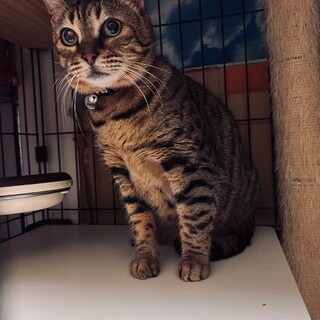 ベンガル女の子