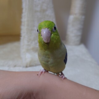 マメルリハインコ