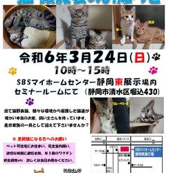 保護ニャンコの譲渡会ｂｙ静岡市清水区