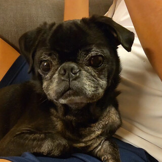甘えん坊で可愛い黒パグのヒョウくん