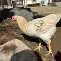 鶏　5ヶ月　雄　とても元気で人に慣れてます