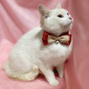 ブルーアイ！珍しい白シャムの子猫『ポプラ』４ヶ月 サムネイル3