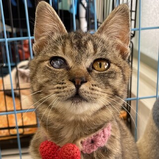 可愛くて癒される猫　オッドちゃん　家族募集中