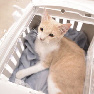 茶白　カフェラテ　甘えん坊子猫