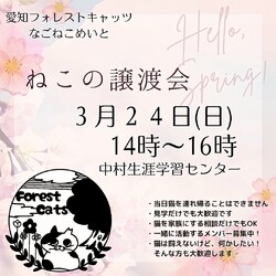 保護猫譲渡会　名古屋市中村区