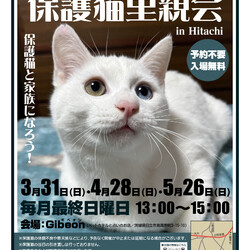 Save The Cat 保護猫里親会 in Hitachi
