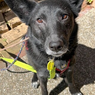 日々進化、賢く元気な女の子パール