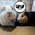募集してます‼︎ 大人しく人懐っこいモルモット2匹