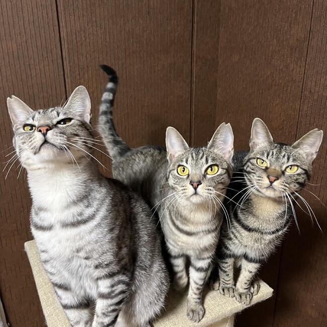 SAVE THE CATのカバー写真