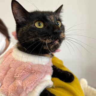 べっ甲猫のなれなれノンちゃん