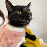 べっ甲猫のなれなれノンちゃん
