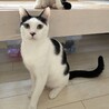 綺麗なハの字のハイドくん