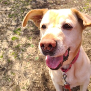 アナナス（ラブラドール）