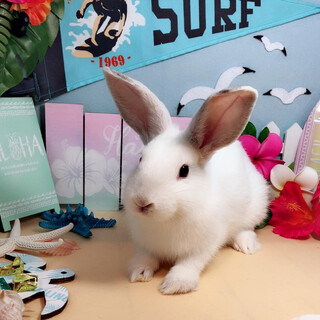 里親募集しています