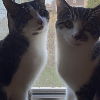 仲良し兄弟ねこ✳︎去勢済み✳︎トライアル中