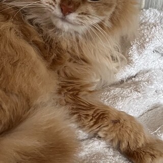 もふもふ♡ロング茶トラのベアーちゃん