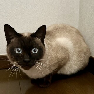 すごく穏やかでマイペースなマロンちゃん。