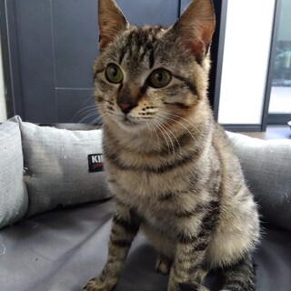 保護期限が迫っています！5か月のキジトラくんです