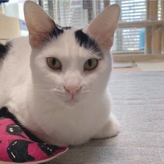 スレンダー美人　