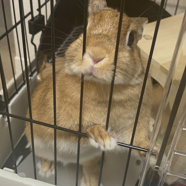 まなやらのカバー写真