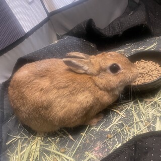 うさぎちゃんの里親探しています