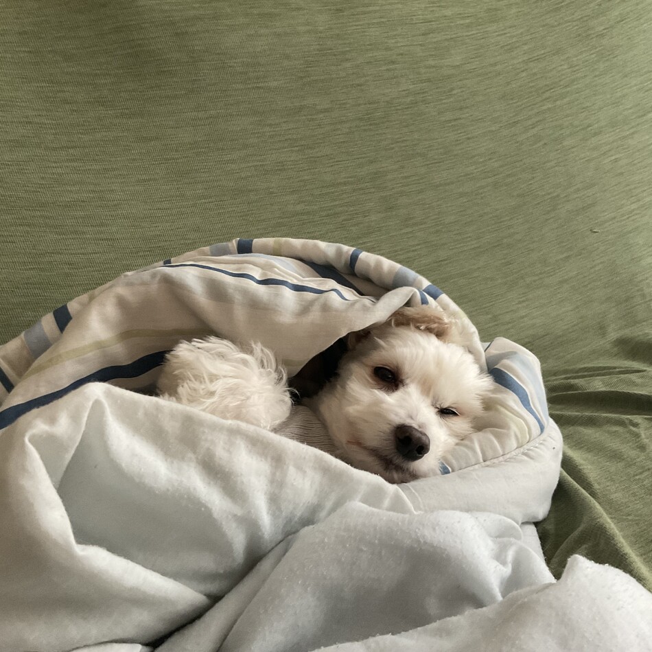 すぅのカバー写真