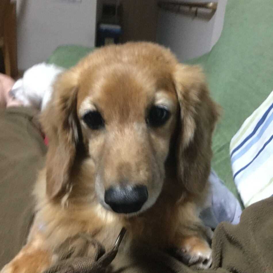 ふぅのカバー写真