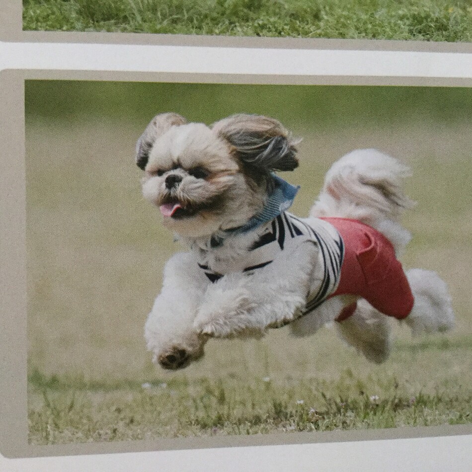 ちぃのカバー写真