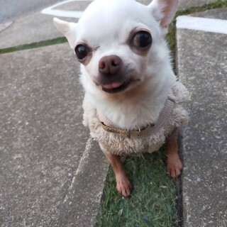 極小チワワ、リラの募集です。