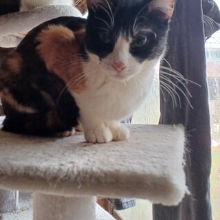 男の子顔のスリムですばしこい2才の三毛ちゃん