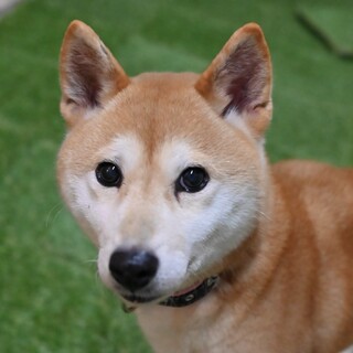 懐っこくて穏やか♡美人さんな柴犬の女の子